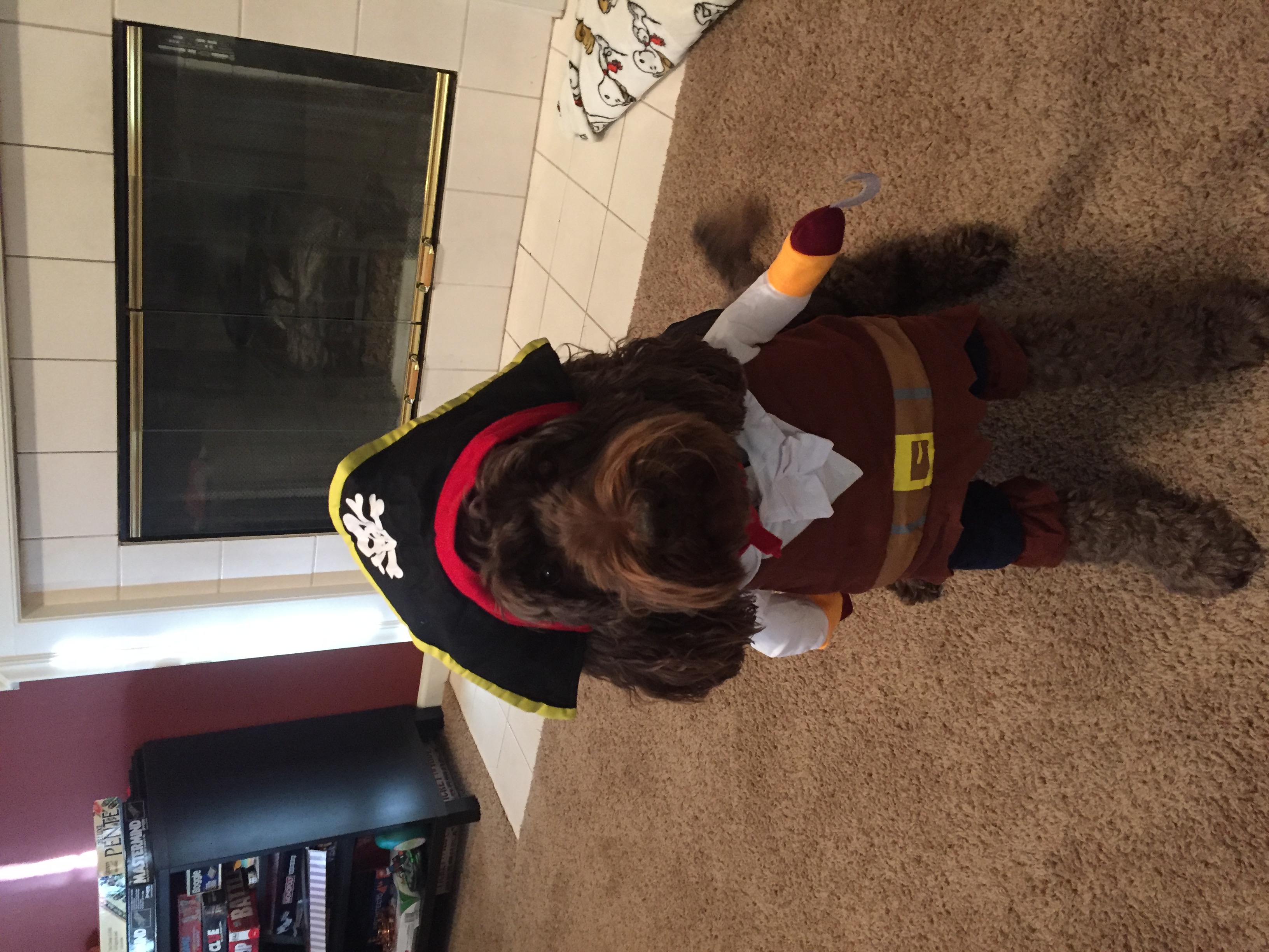 Brown labradoodle wearing a pirate costume