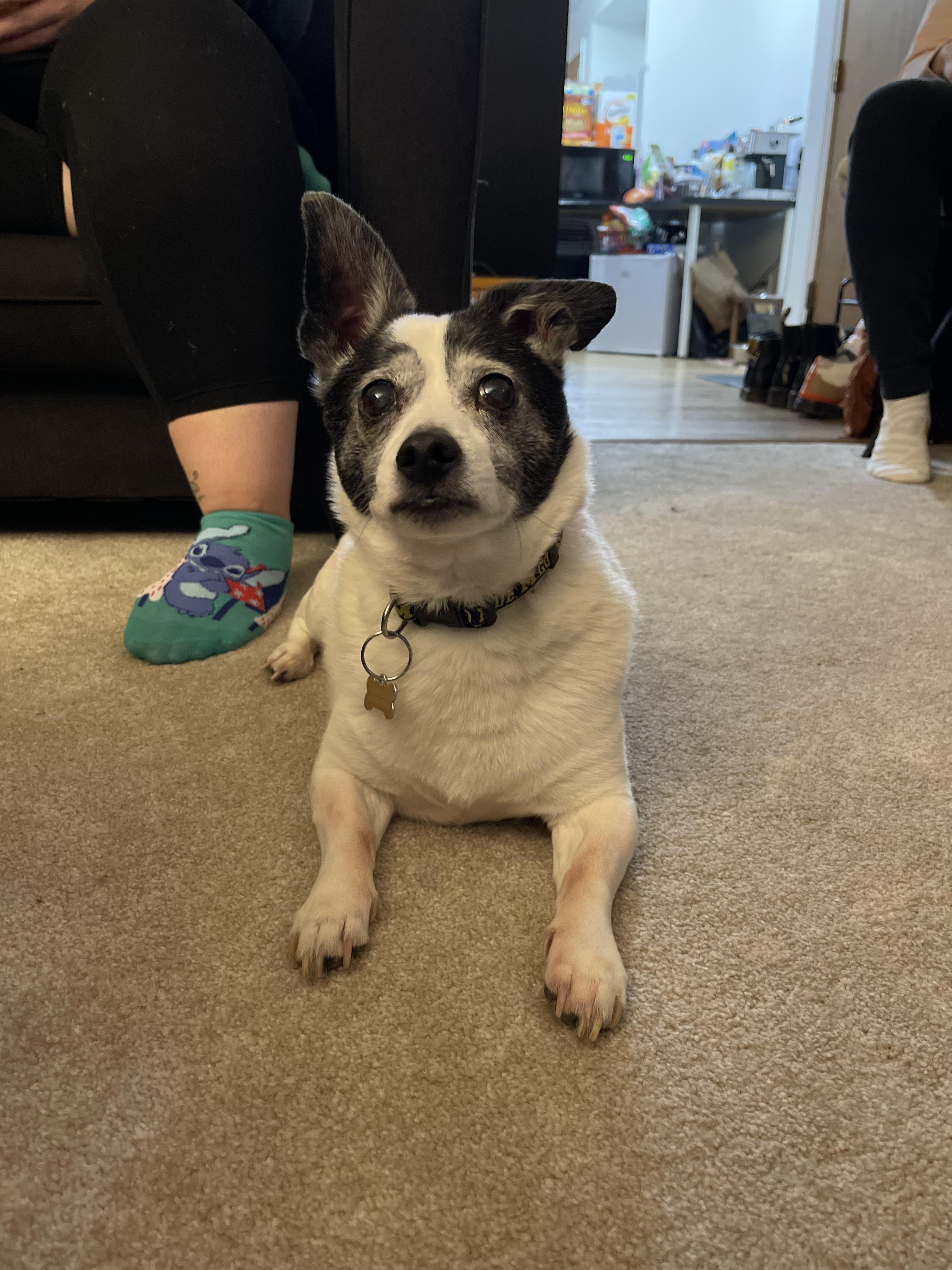 small black and white dog