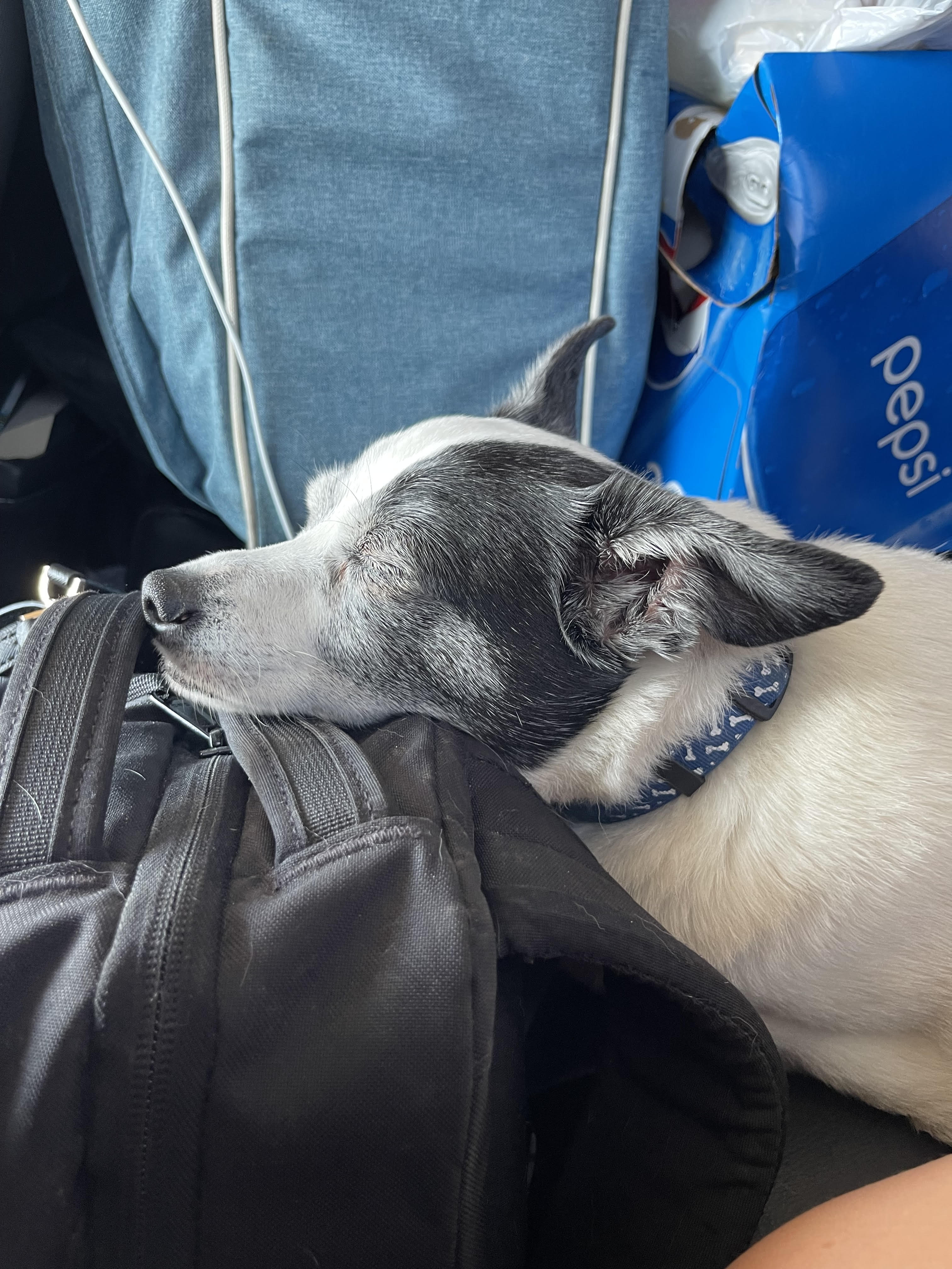 small black and white dog sleeping and resting his head on a black backpack.