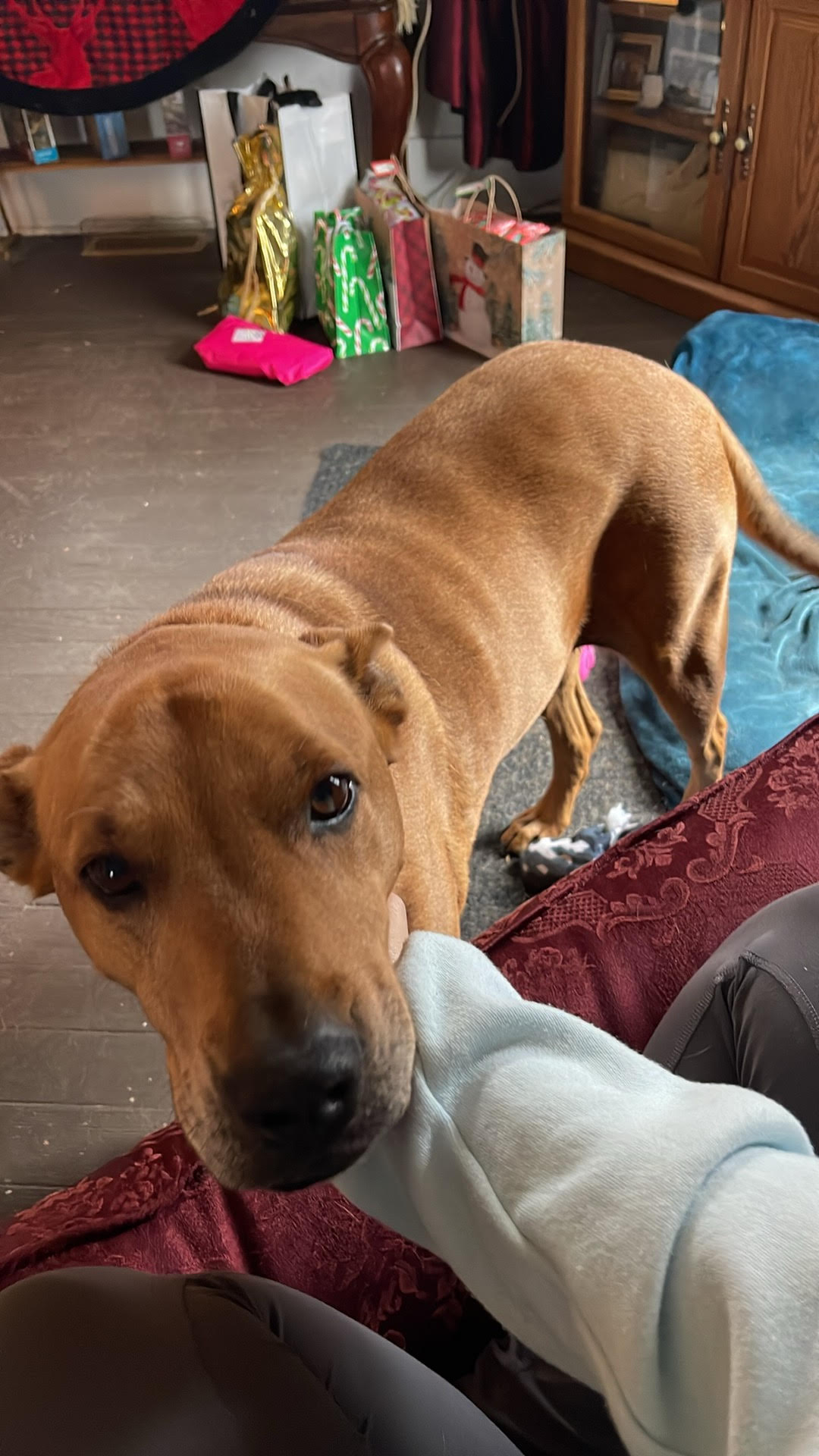 Large caramel colored dog.