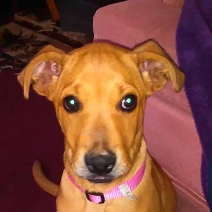 photo of caramel lab mix when she was a puppy.