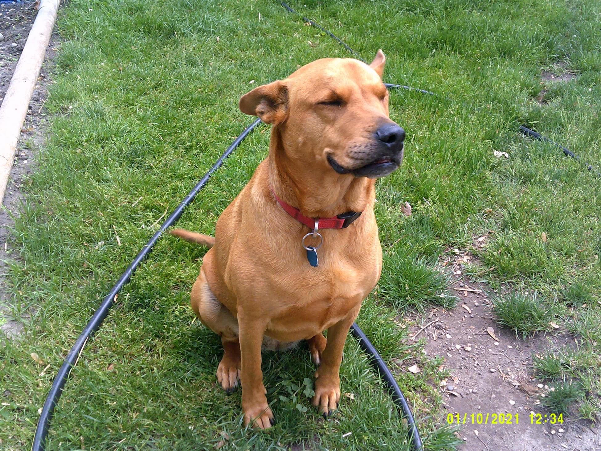 photo of a large caramel colored dog in a yard with her eyes closed.