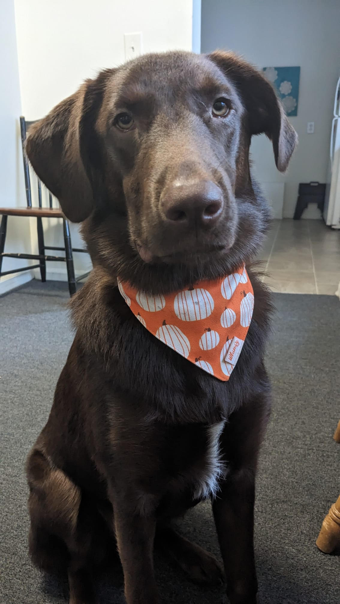 large brown labrador with a pumpkin bandana around his neck