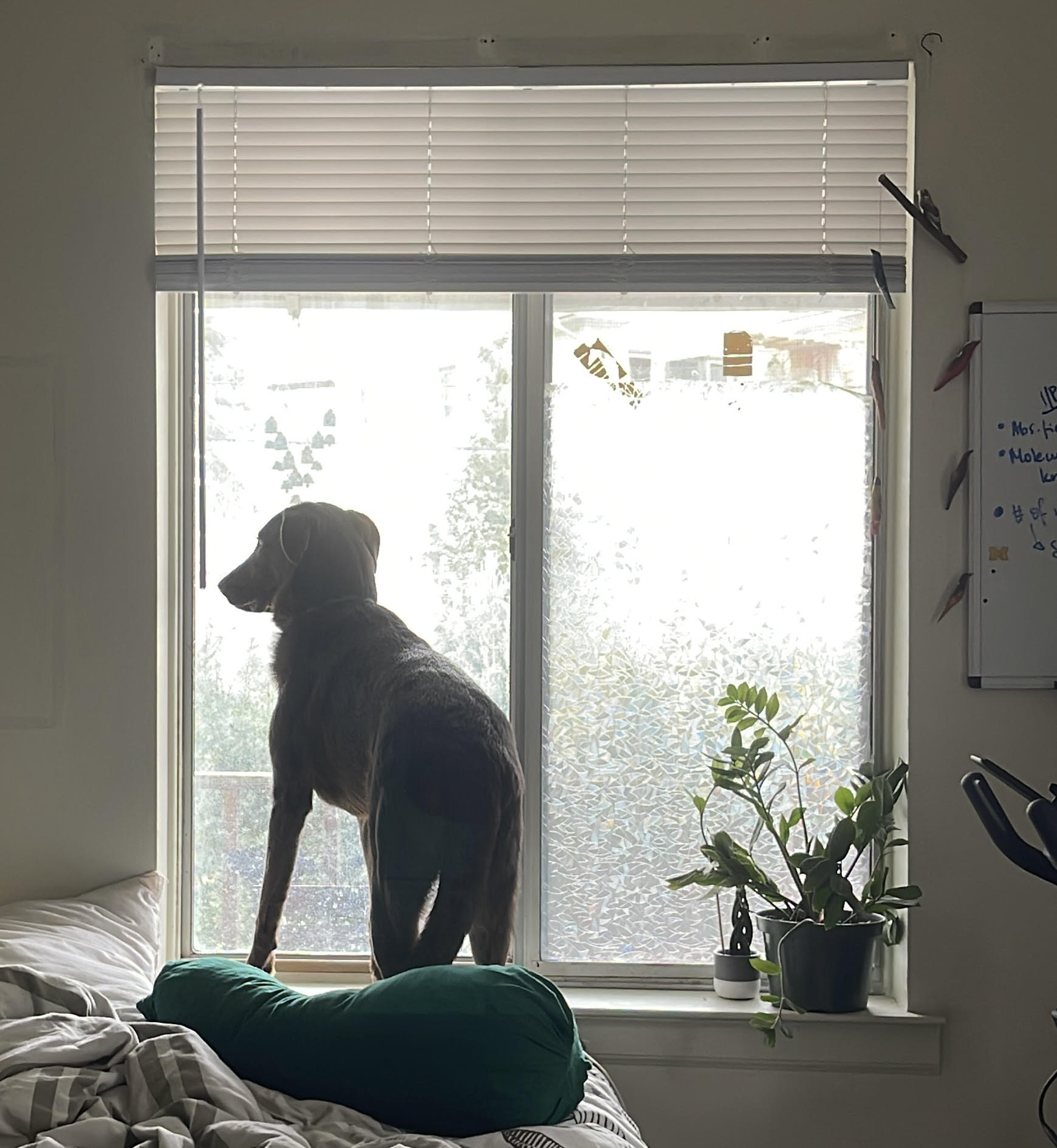 large brown labrador looking out a window