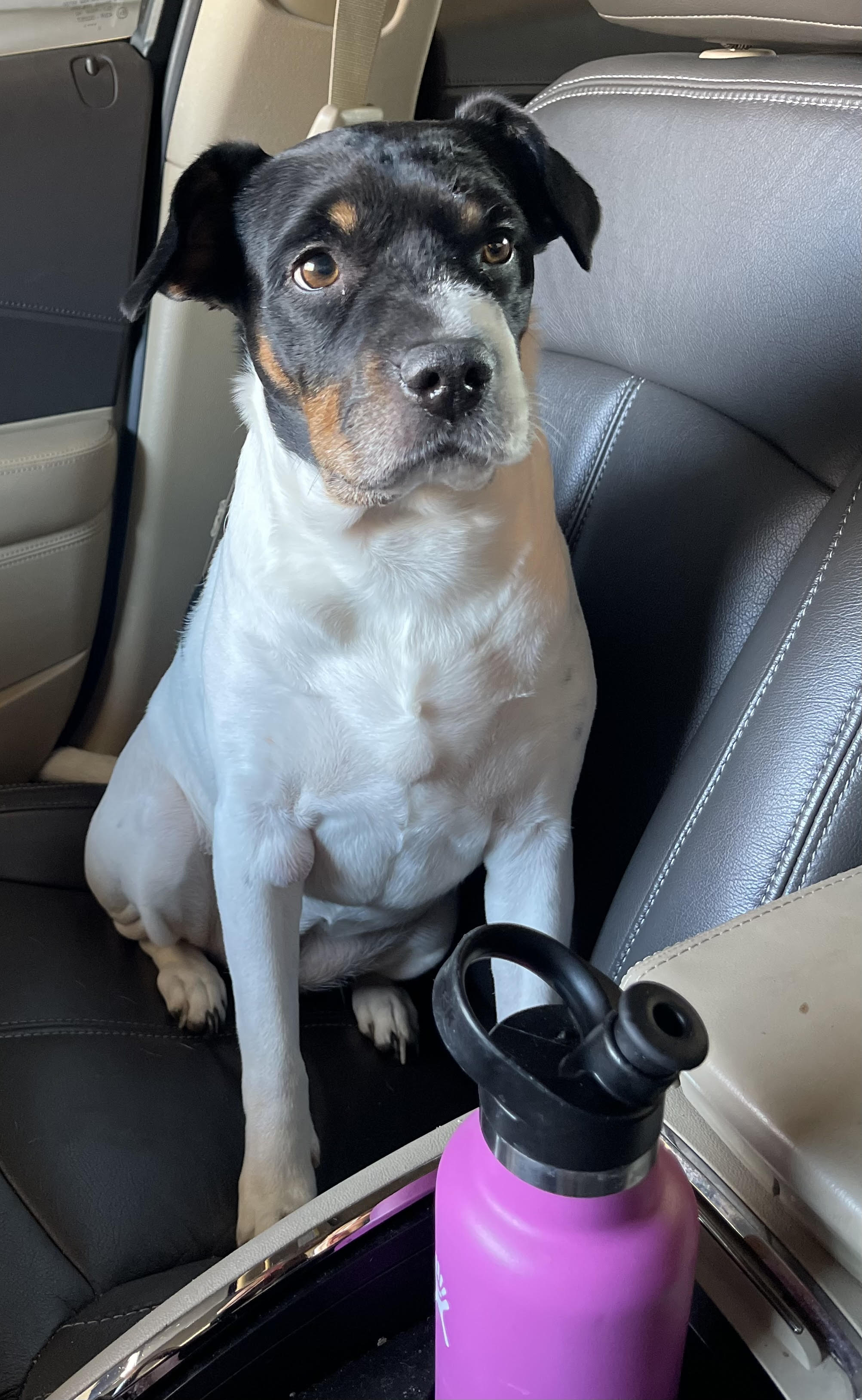 Black and white dog in a car