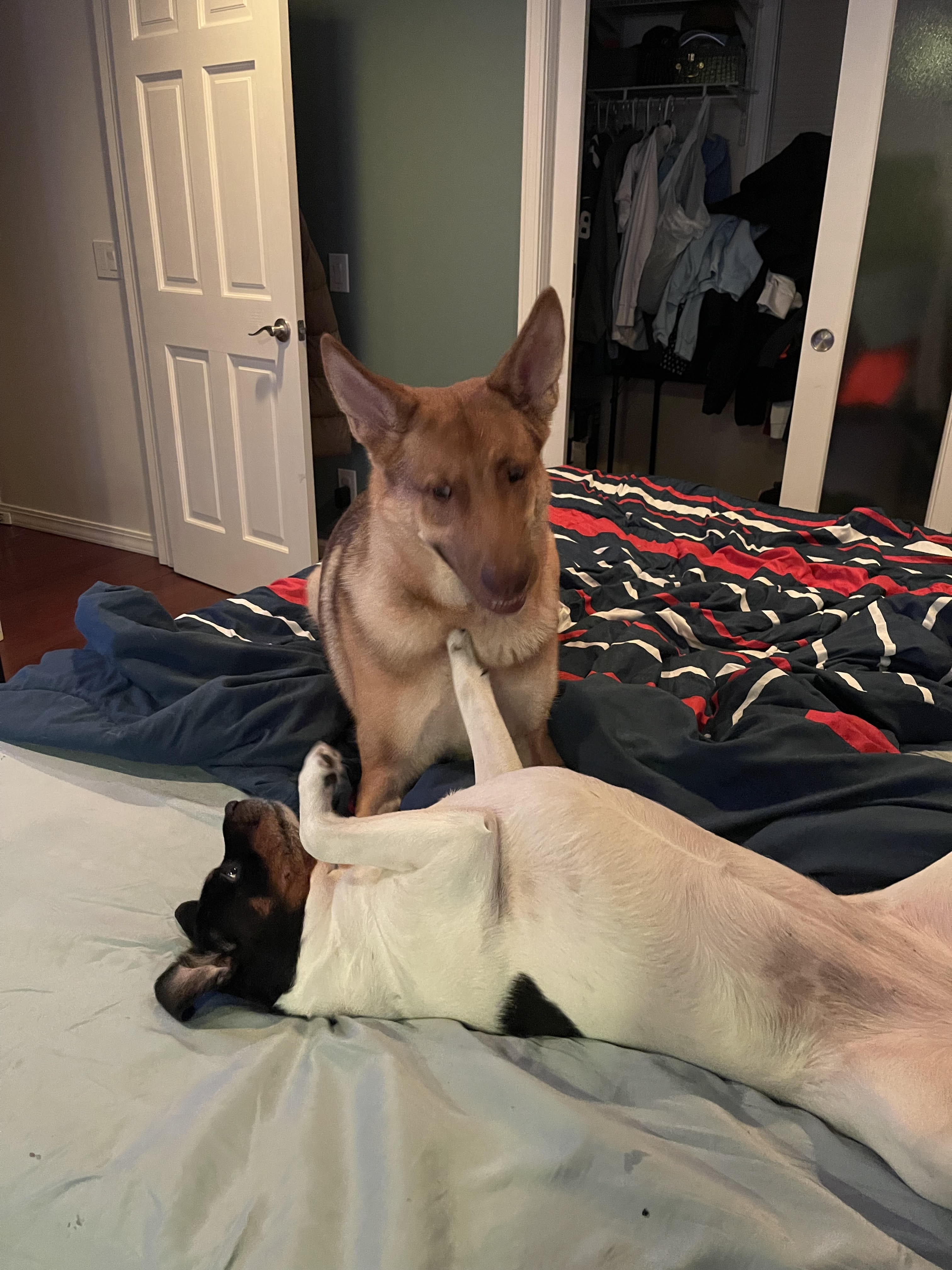 Black and white dog playing with a german shepard on a bed.